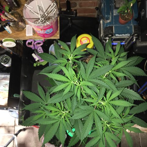 Lemon OG Kush #1 growlog photo: Vor dem entlauben 