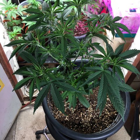 Lemon OG Kush #1 growlog photo: Nach dem entlauben.