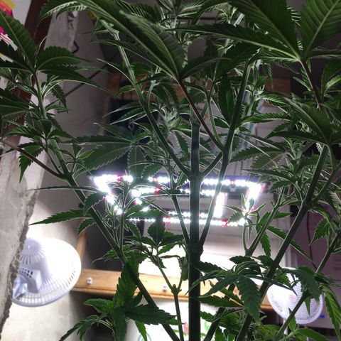 Lemon OG Kush #1 growlog photo: Nach dem entlauben.