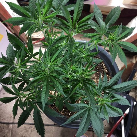 Lemon OG Kush #1 growlog photo: Nach dem entlauben.