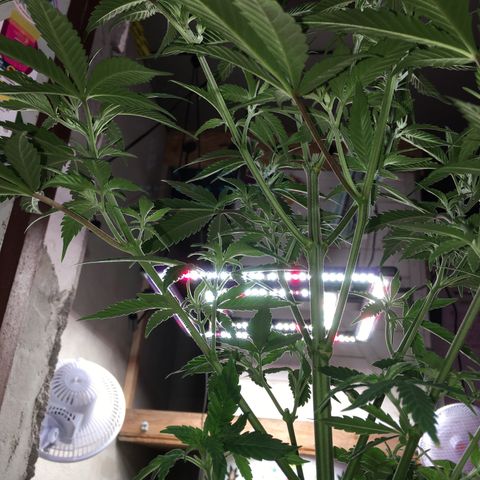 Lemon OG Kush #1 growlog photo: Nach dem entlauben.