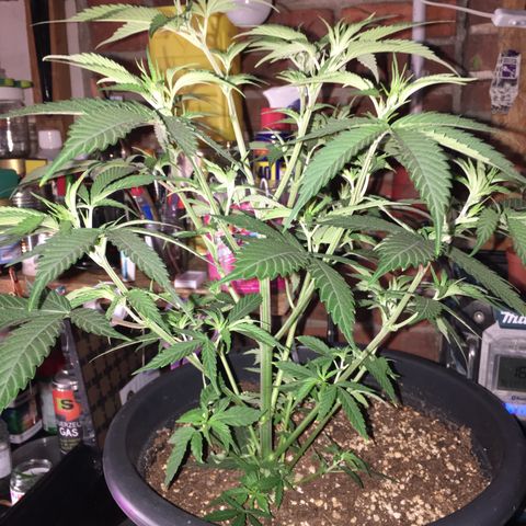 Lemon OG Kush #1 growlog timeline photo