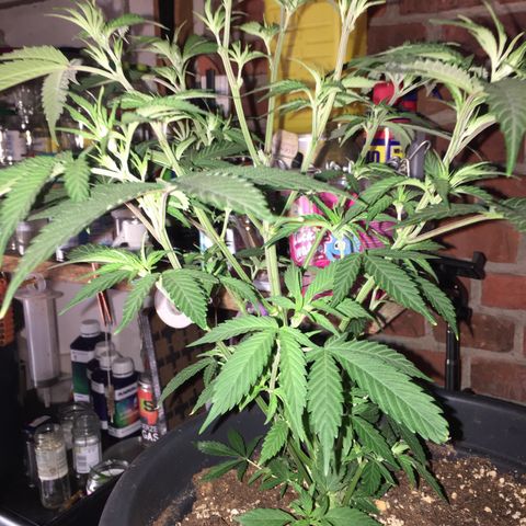 Lemon OG Kush #1 growlog timeline photo