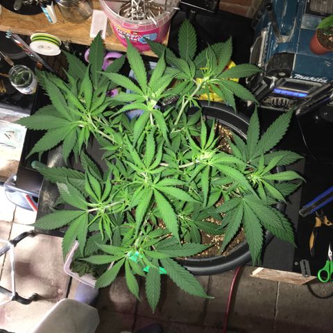 Lemon OG Kush #1 growlog timeline photo