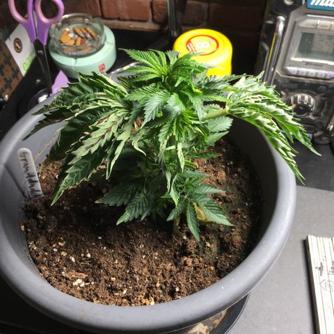 Granddaddy Black #1 growlog timeline photo