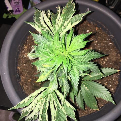 Granddaddy Black #1 growlog timeline photo