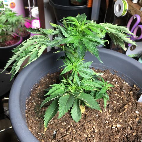 Granddaddy Black #1 growlog timeline photo