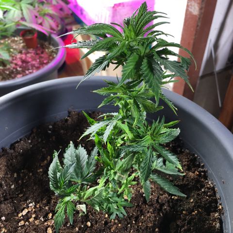 Granddaddy Black #1 growlog timeline photo