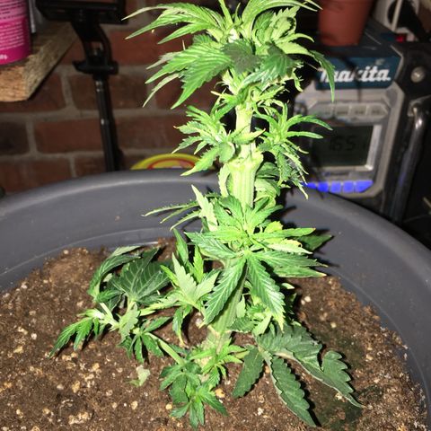 Granddaddy Black #1 growlog timeline photo