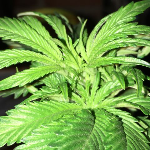 Granddaddy Black #1 growlog timeline photo