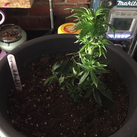Granddaddy Black #1 growlog timeline photo