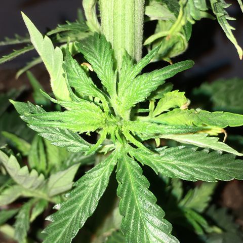 Granddaddy Black #1 growlog timeline photo