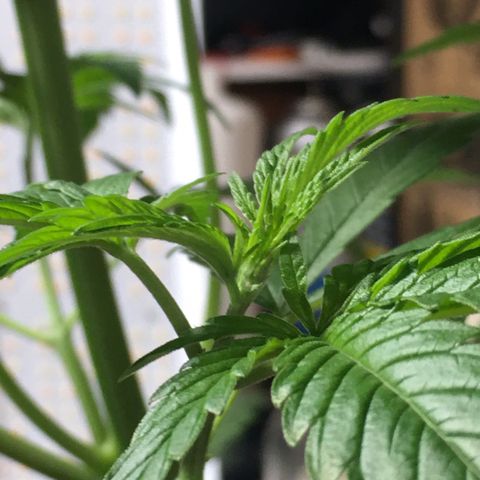 Zkittlez #1 growlog timeline photo