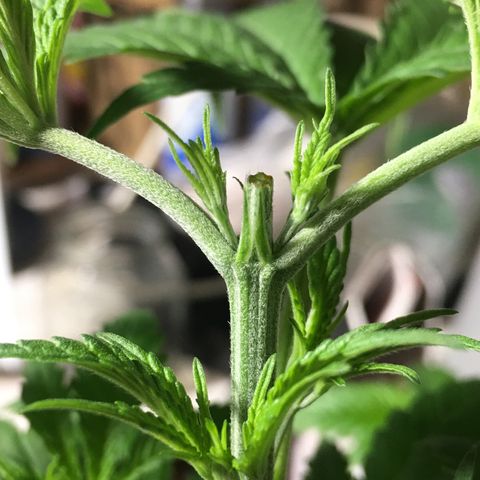 Zkittlez #1 growlog timeline photo