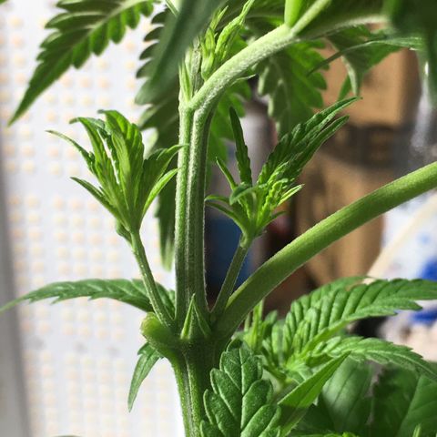 Zkittlez #1 growlog timeline photo