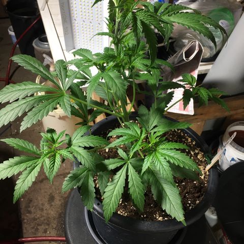 Zkittlez #1 growlog timeline photo