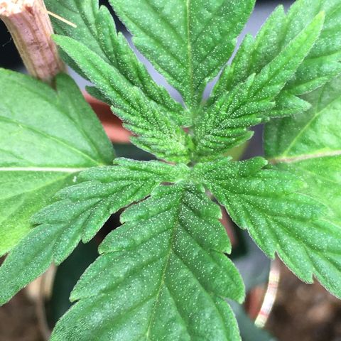 Ak47 #1 growlog timeline photo