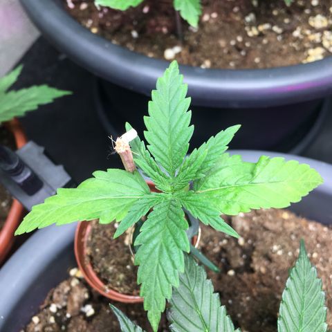 Ak47 #1 growlog timeline photo