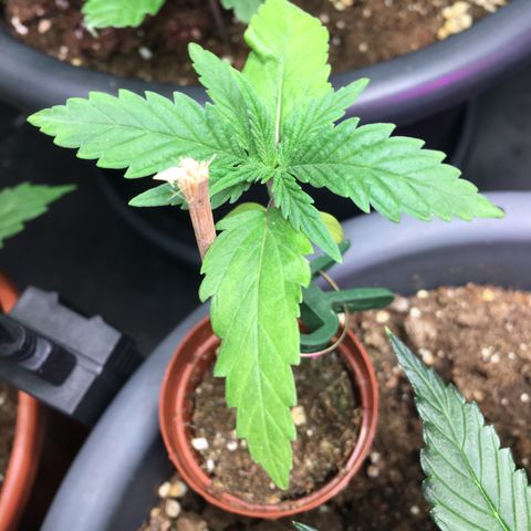 Ak47 #1 growlog timeline photo