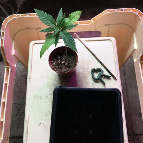 Ak47 #1 growlog timeline photo