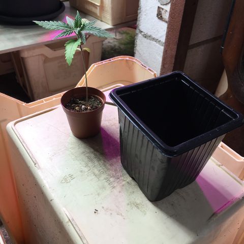 Ak47 #1 growlog timeline photo