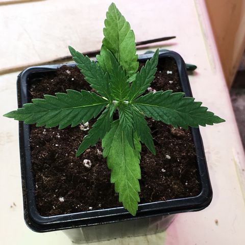 Ak47 #1 growlog timeline photo