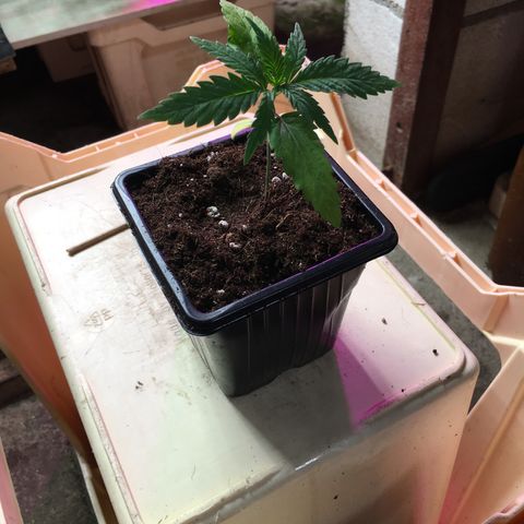 Ak47 #1 growlog timeline photo
