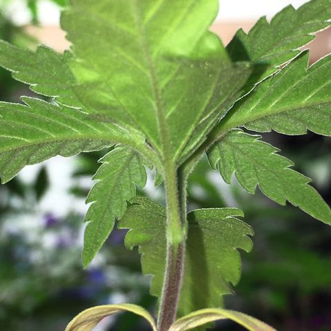 Ak47 #1 growlog timeline photo