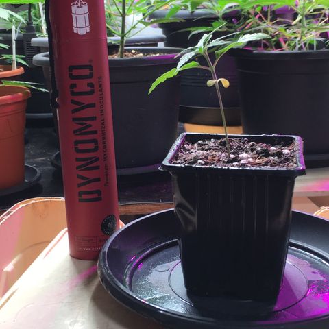 Ak47 #1 growlog timeline photo