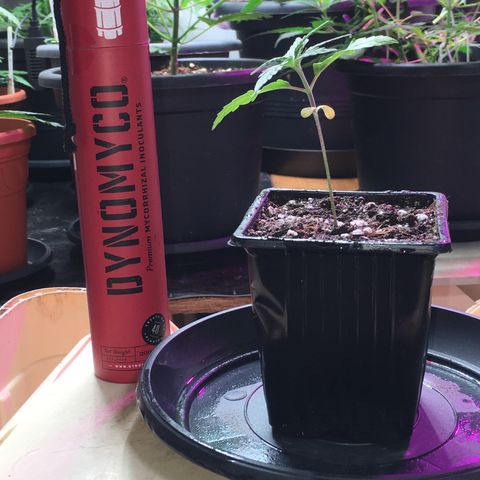 Ak47 #1 growlog timeline photo