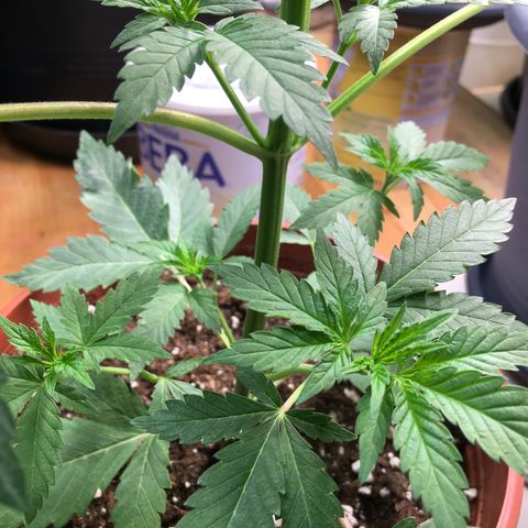 Sour OG Kush #1 growlog timeline photo