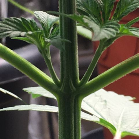 Sour OG Kush #1 growlog timeline photo