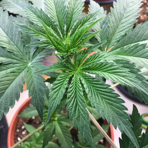 Sour OG Kush #1 growlog timeline photo