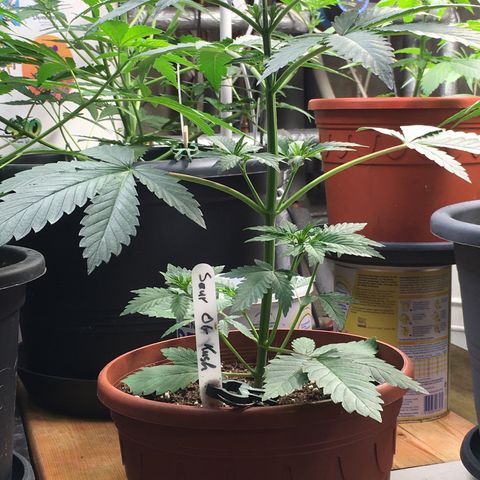 Sour OG Kush #1 growlog timeline photo