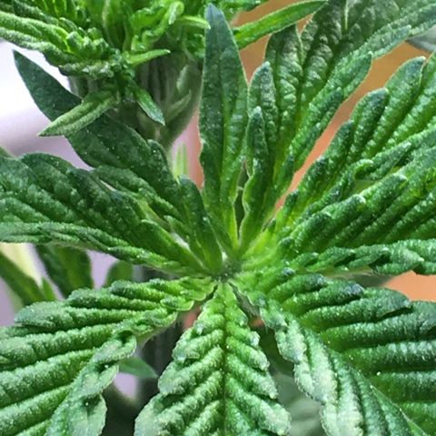 Sour OG Kush #1 growlog timeline photo