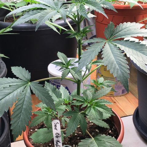 Sour OG Kush #1 growlog timeline photo