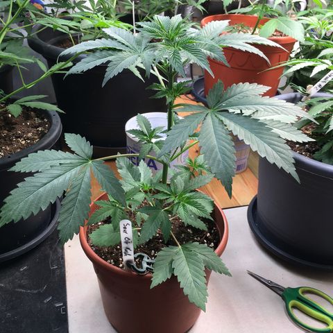 Sour OG Kush #1 growlog timeline photo