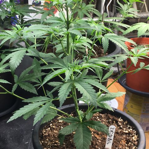 Zkittlez #1 growlog timeline photo