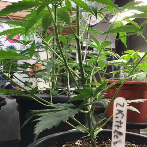 Zkittlez #1 growlog timeline photo