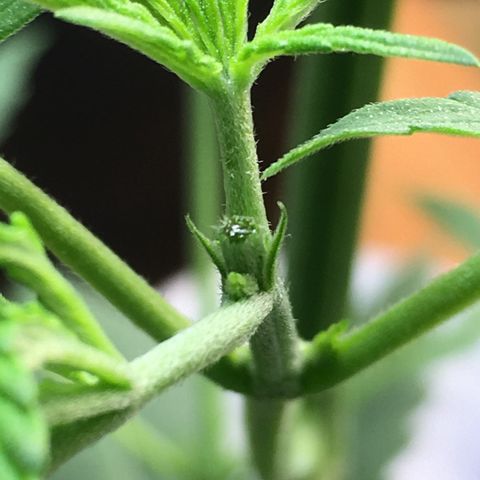 Zkittlez #1 growlog timeline photo