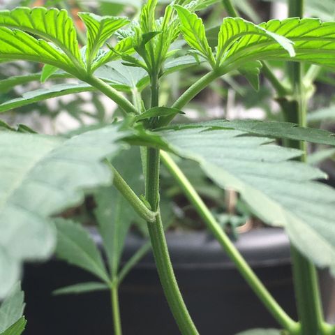 Zkittlez #1 growlog timeline photo