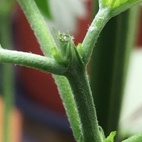 Zkittlez #1 growlog timeline photo
