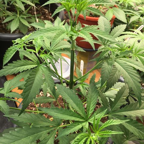 Zkittlez #1 growlog timeline photo