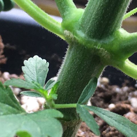 Zkittlez #1 growlog timeline photo