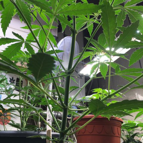 Zkittlez #1 growlog timeline photo