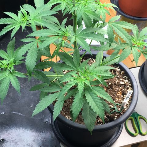 Zkittlez #1 growlog timeline photo