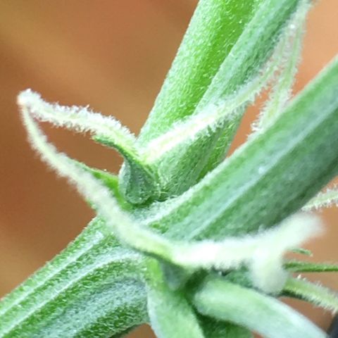 Green Crack  #1 growlog timeline photo