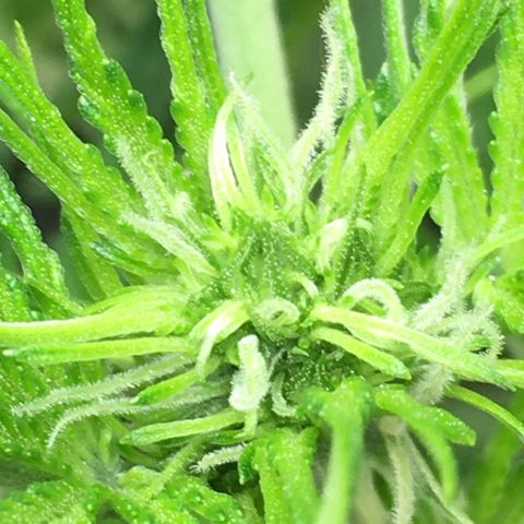 Green Crack  #1 growlog timeline photo