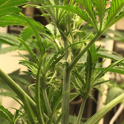 Green Crack  #1 growlog timeline photo