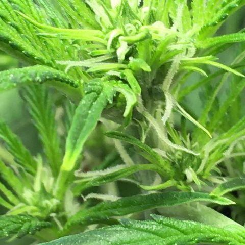 Green Crack  #1 growlog timeline photo